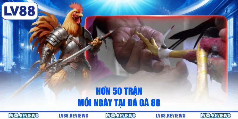 Hơn 50 trận mỗi ngày tại Đá Gà 88